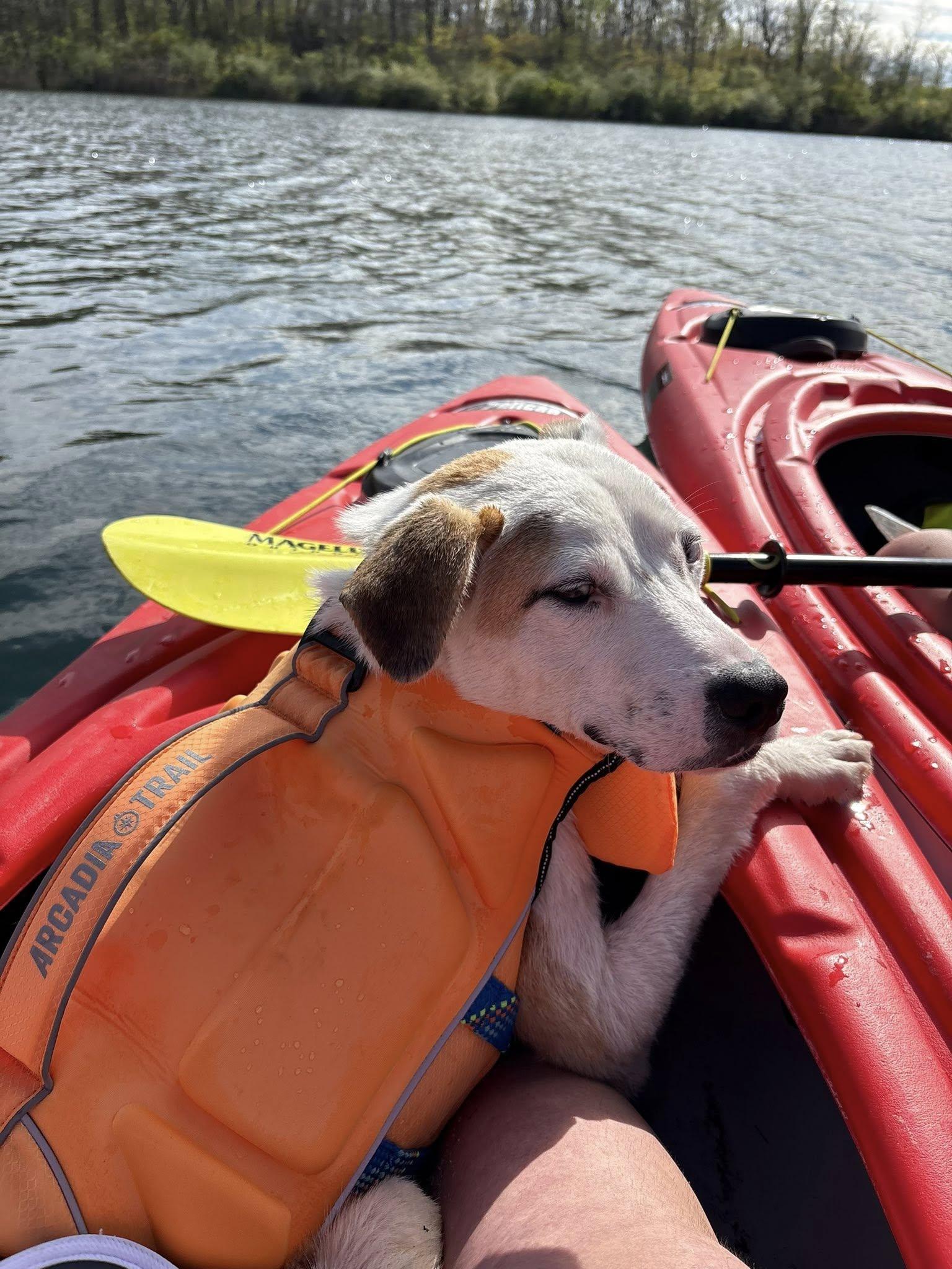 Enlarge Lt Dan, a Adoptable mixed breed in Terre Haute, IN image 1/5