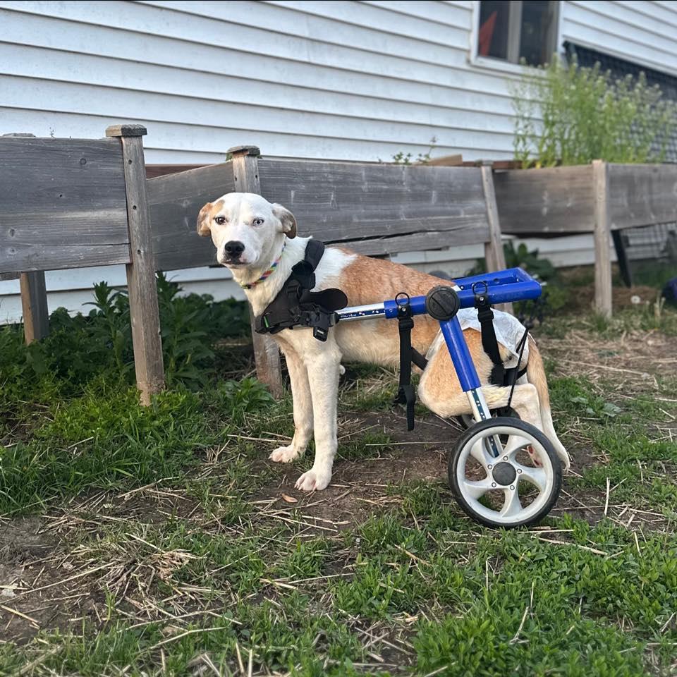 Enlarge Lt Dan, a Adoptable mixed breed in Terre Haute, IN image 2/5