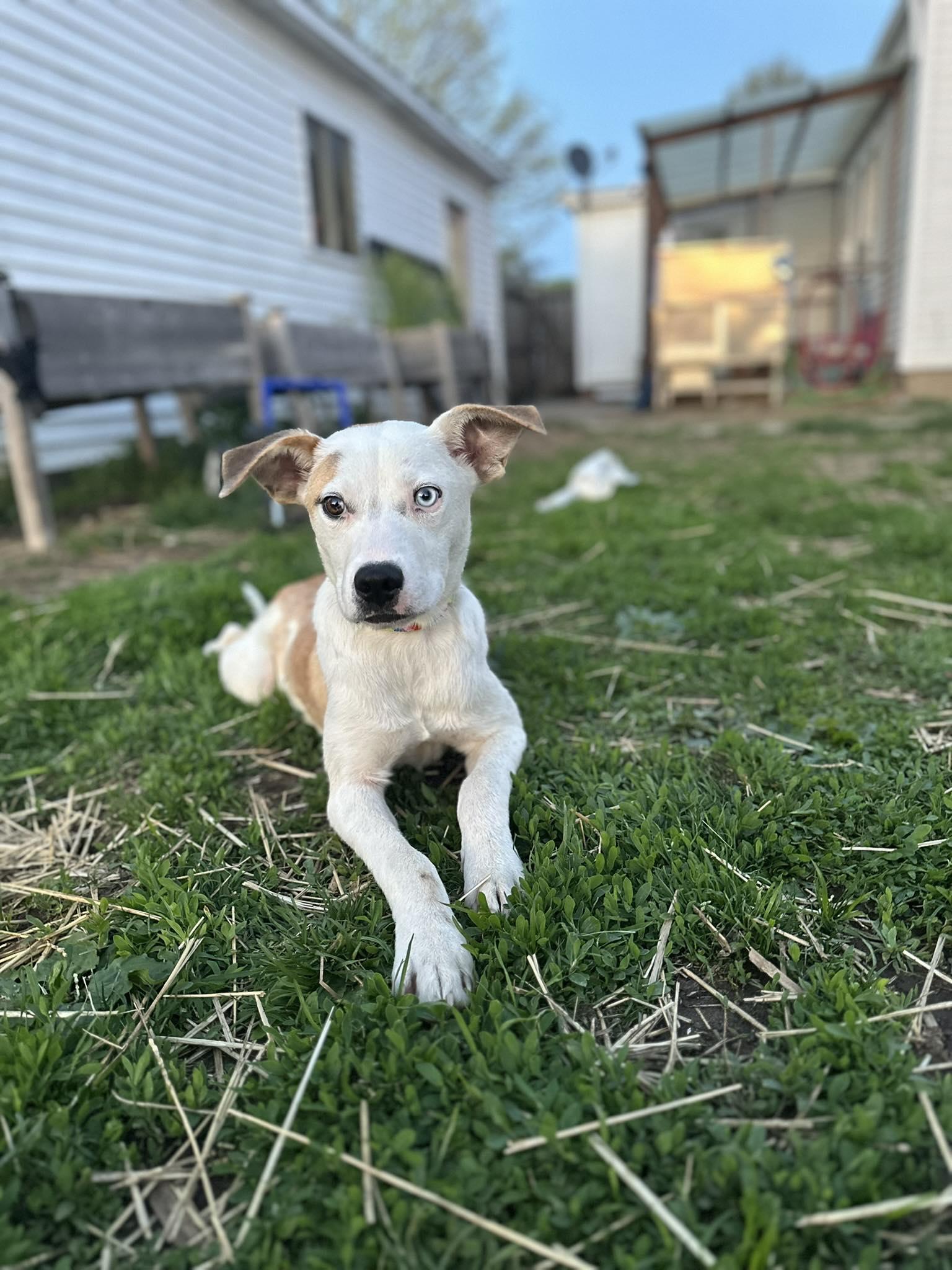 Enlarge Lt Dan, a Adoptable mixed breed in Terre Haute, IN image 3/5