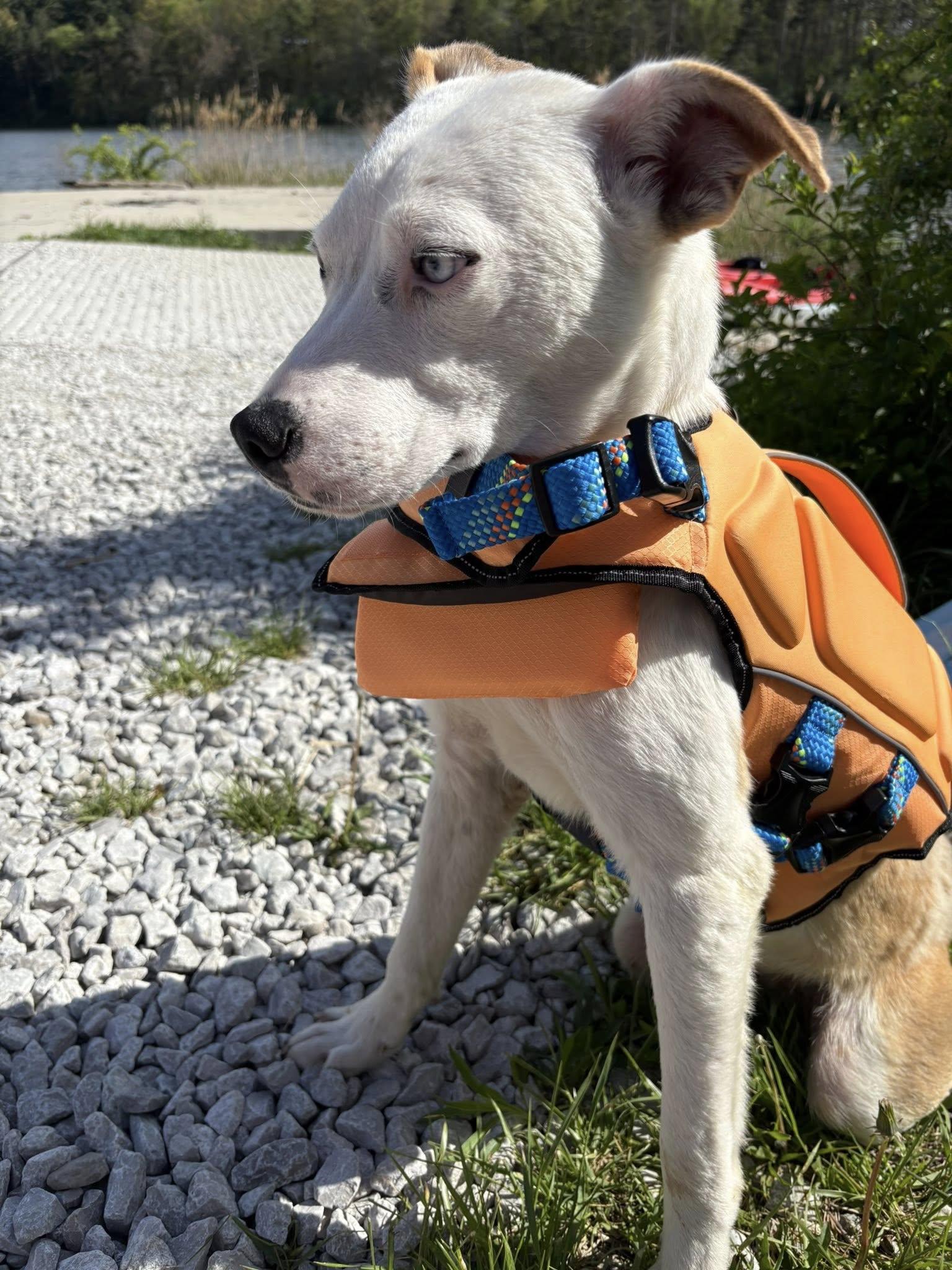 Enlarge Lt Dan, a Adoptable mixed breed in Terre Haute, IN image 4/5