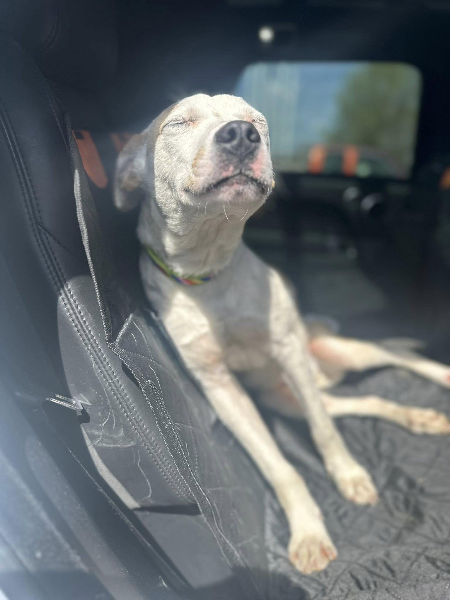 Enlarge Lt Dan, a Adoptable mixed breed in Terre Haute, IN image 5/5