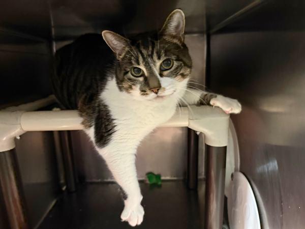 Caramelo — thumbnail 2