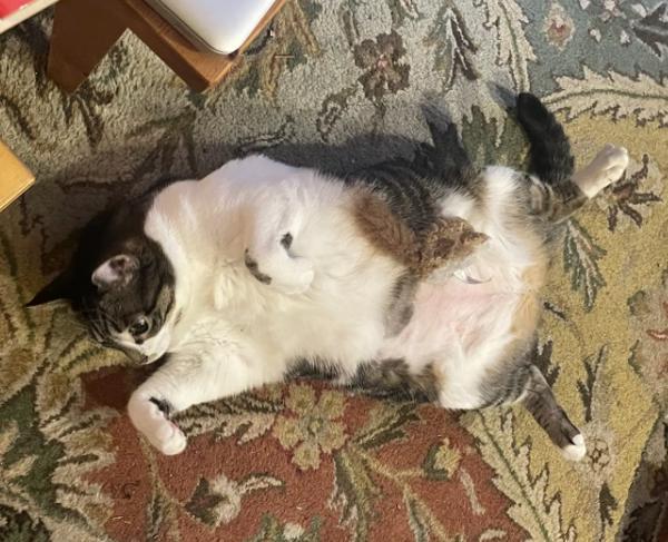 Caramelo — thumbnail 3