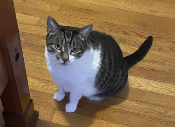 Caramelo — thumbnail 4