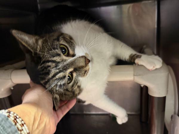 Caramelo — thumbnail 5