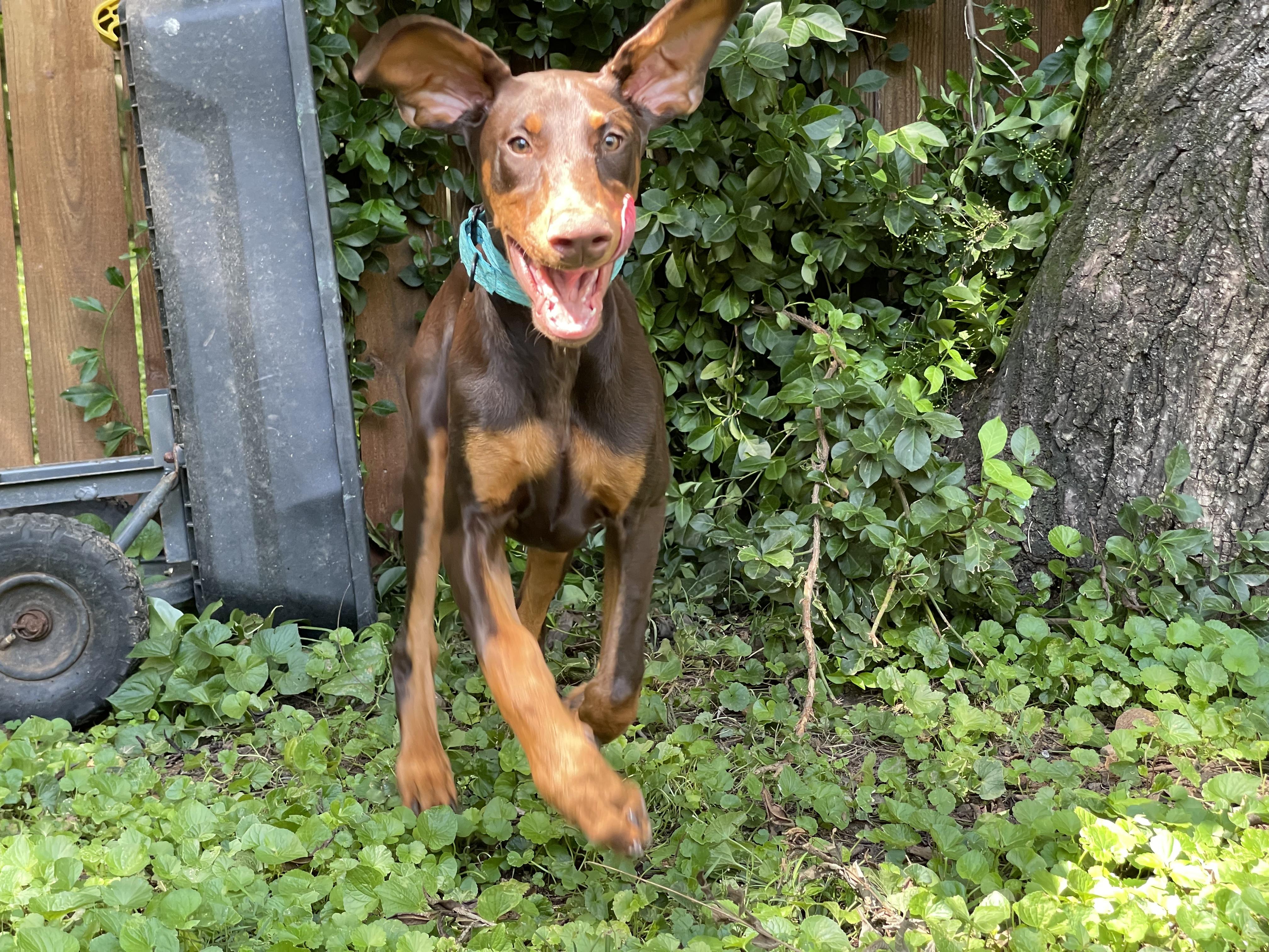 True, Adopted, Young Male Doberman Pinscher.