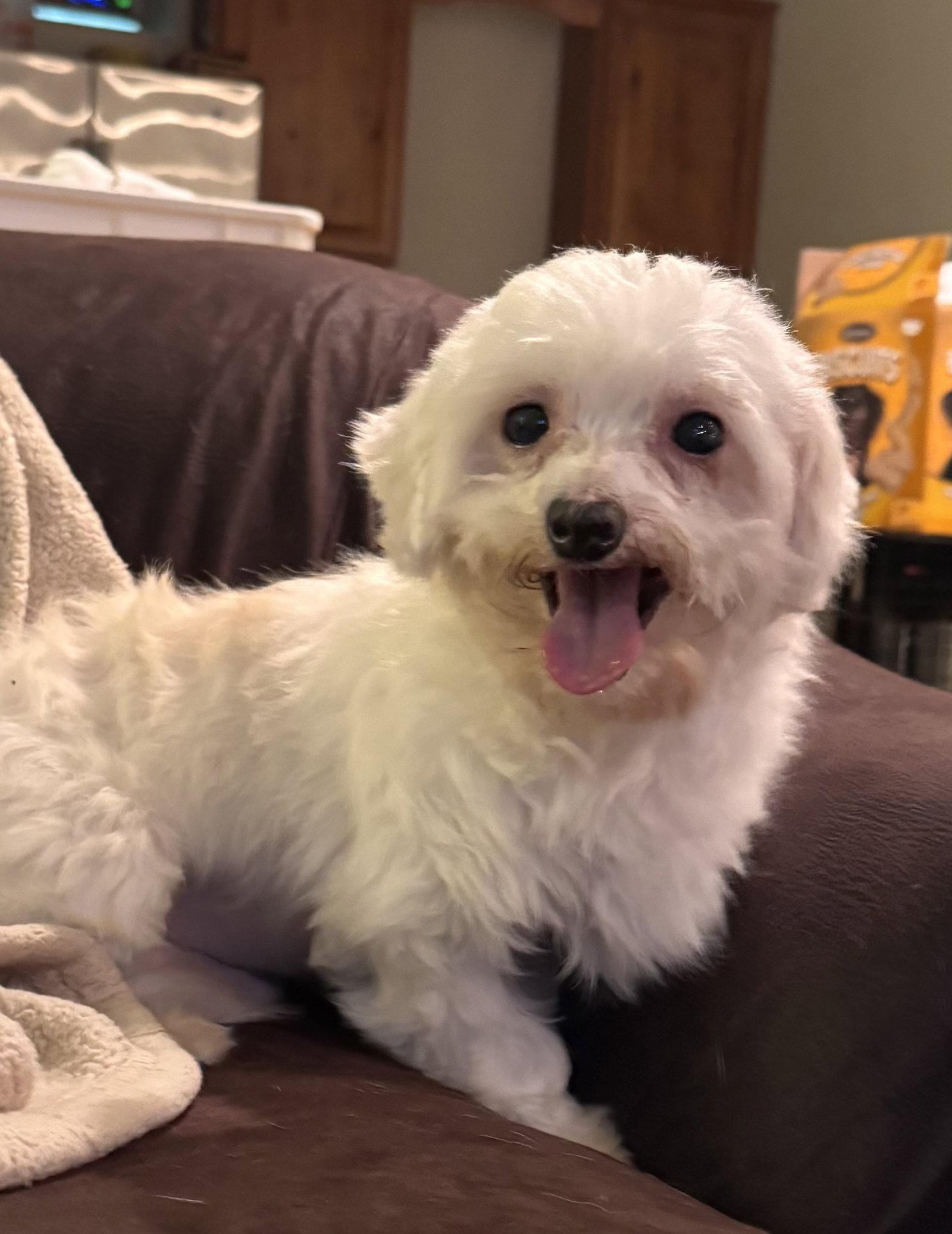 Heff, ADOPTABLE, Adult Male Maltese.