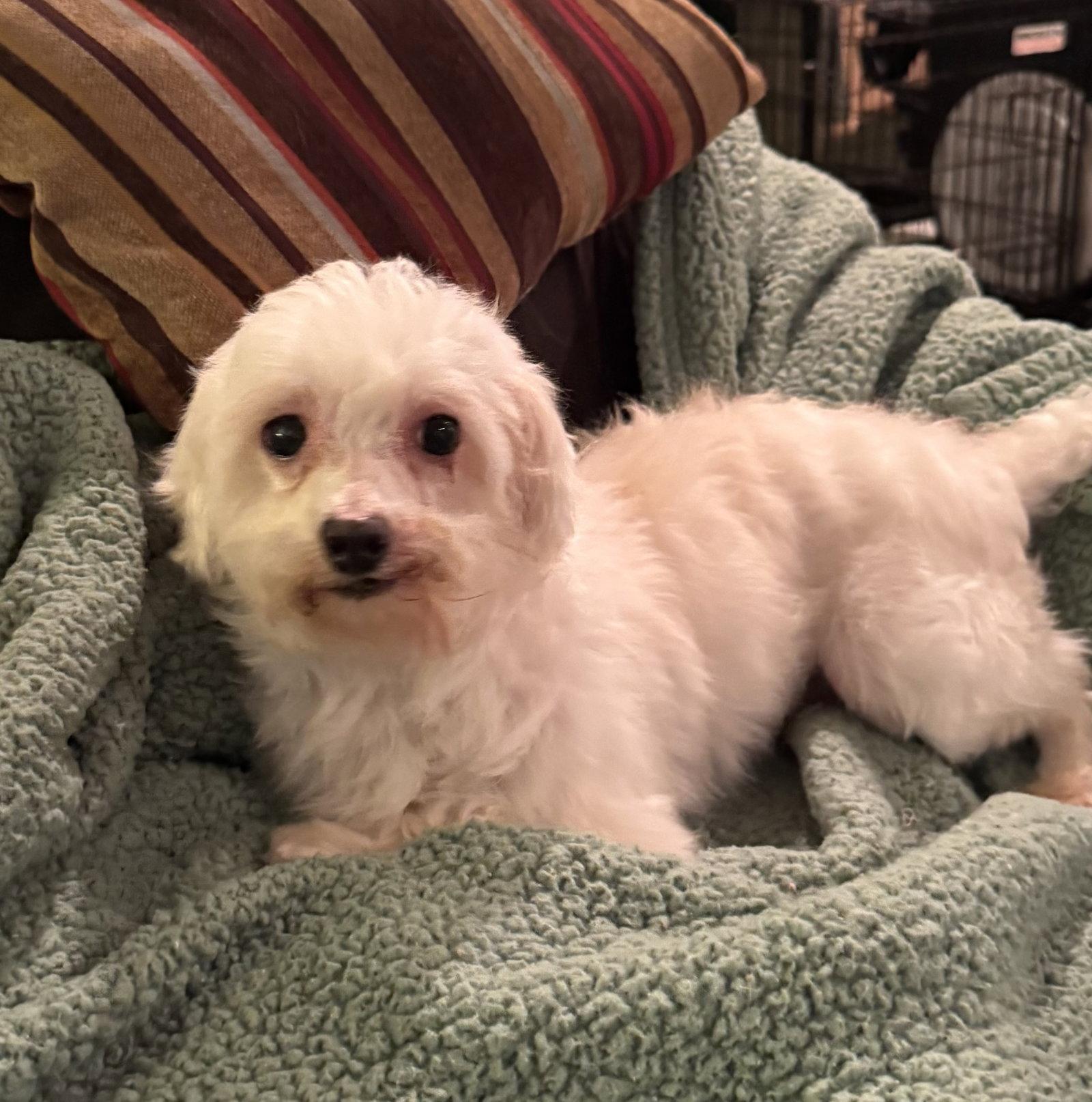 Heff, a ADOPTABLE Maltese in Pottstown, PA image 3/3