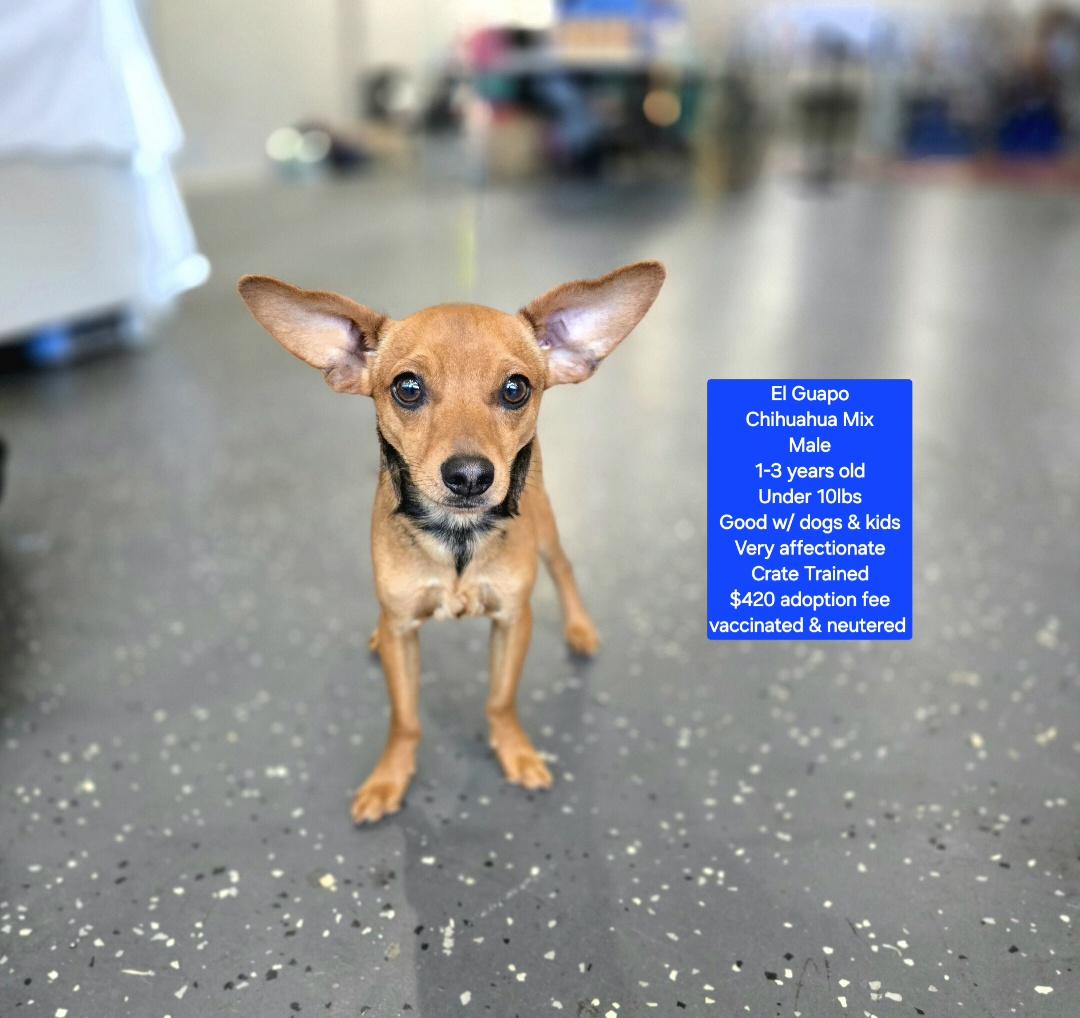 El Guapo, adopted, Young Male Chihuahua.