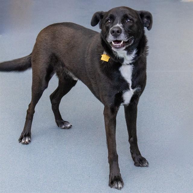 SHADOW, Adoptable, Adult Male Labrador Retriever & Mixed Breed.