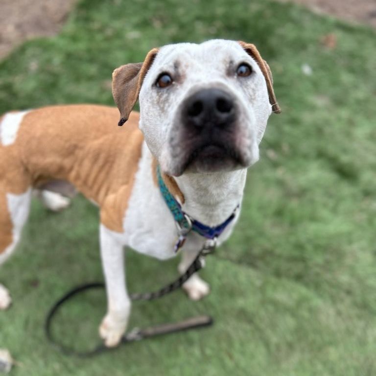 Enlarge Jaz, a Adoptable mixed breed in Mission, KS image 1/16