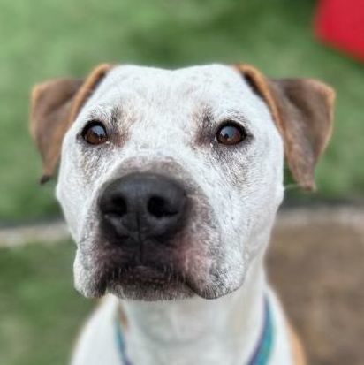 Enlarge Jaz, a Adoptable mixed breed in Mission, KS image 2/16