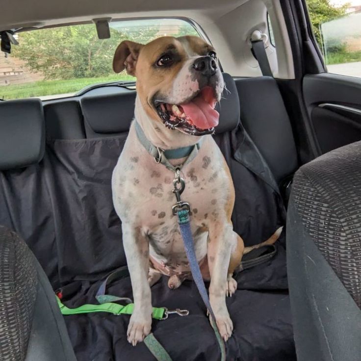 Enlarge Jaz, a Adoptable mixed breed in Mission, KS image 3/16