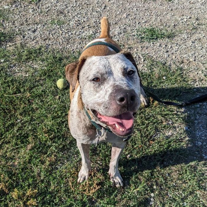 Enlarge Jaz, a Adoptable mixed breed in Mission, KS image 4/16