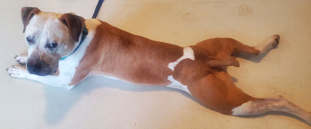 Enlarge Jaz, a Adoptable mixed breed in Mission, KS image 5/16