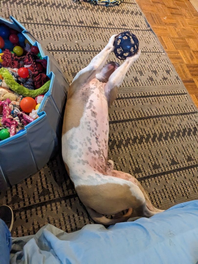 Enlarge Jaz, a Adoptable mixed breed in Mission, KS image 6/16