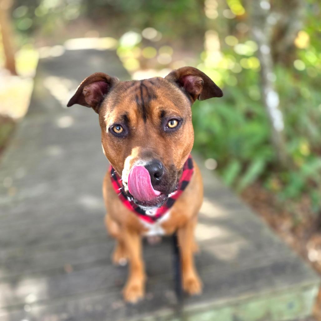Enlarge Oscar, a Adoptable Mixed Breed in Port Charlotte, FL image 1/6