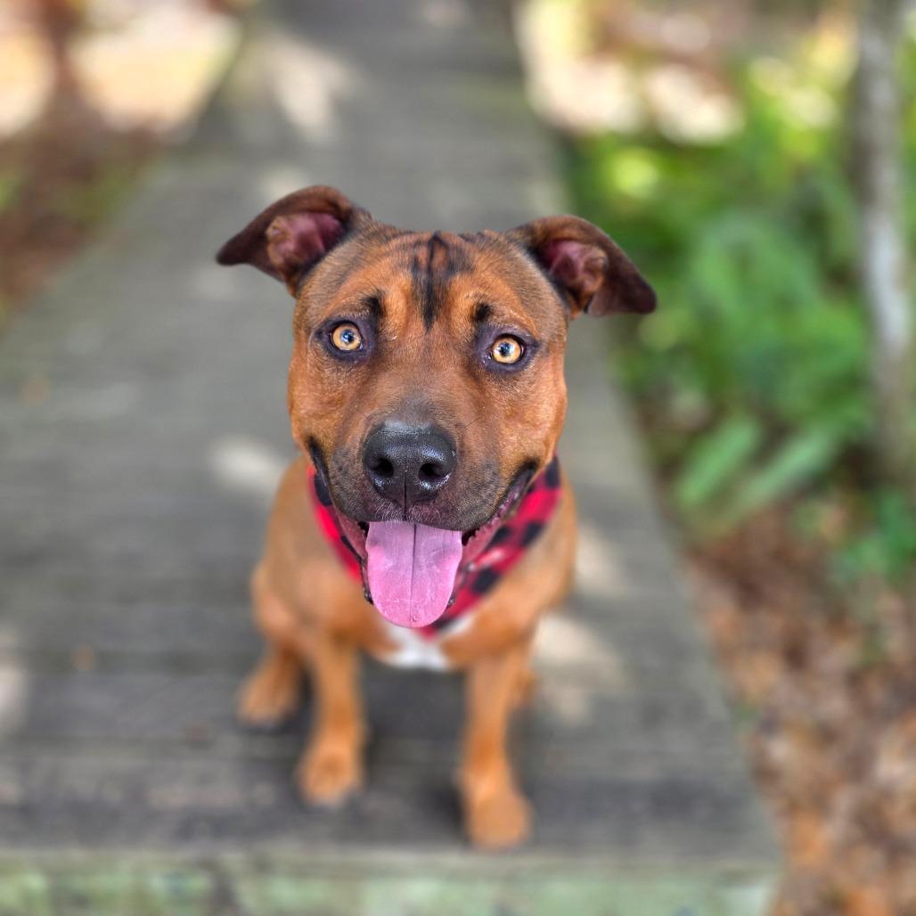 Enlarge Oscar, a Adoptable Mixed Breed in Port Charlotte, FL image 2/6