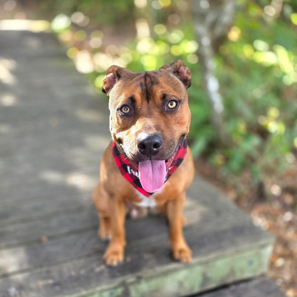Enlarge Oscar, a Adoptable Mixed Breed in Port Charlotte, FL image 3/6