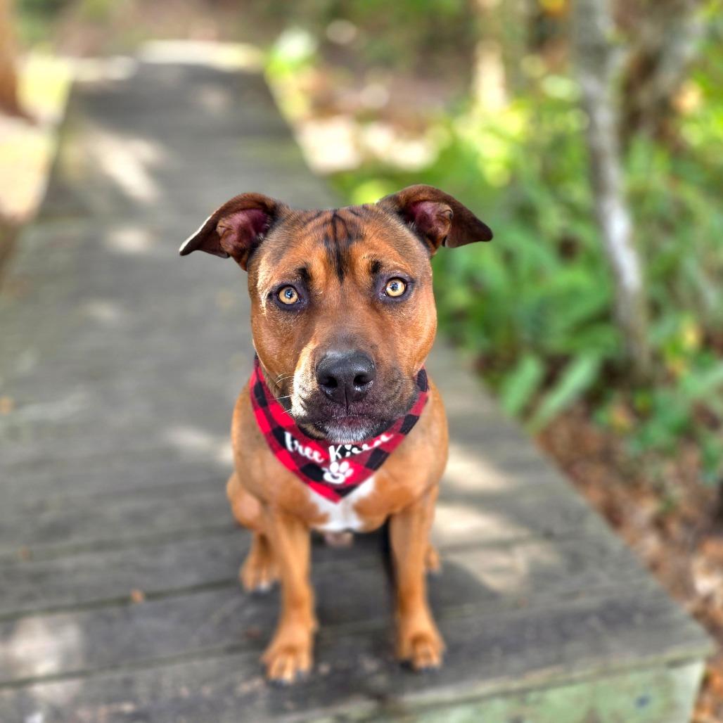 Enlarge Oscar, a Adoptable Mixed Breed in Port Charlotte, FL image 4/6
