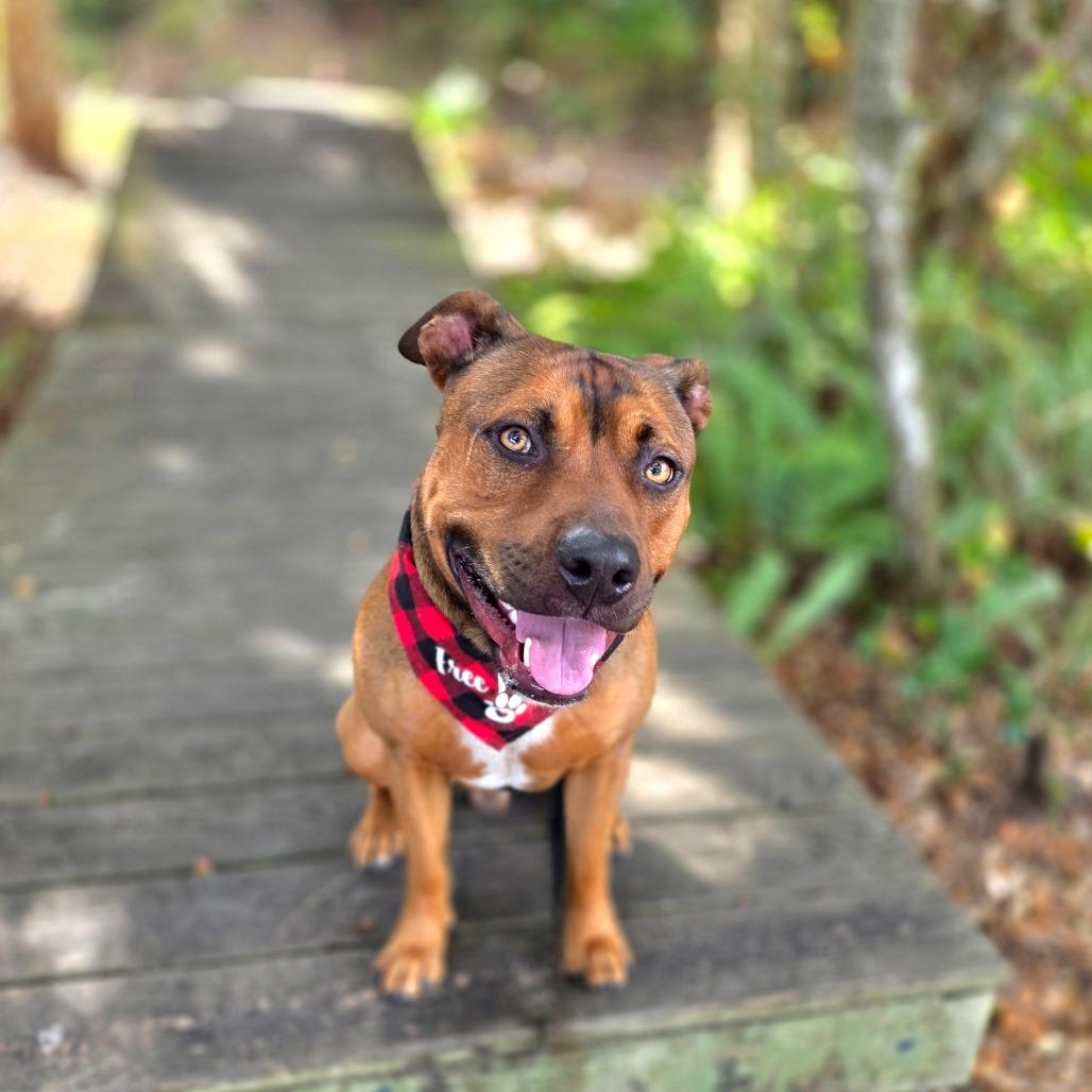 Enlarge Oscar, a Adoptable Mixed Breed in Port Charlotte, FL image 5/6