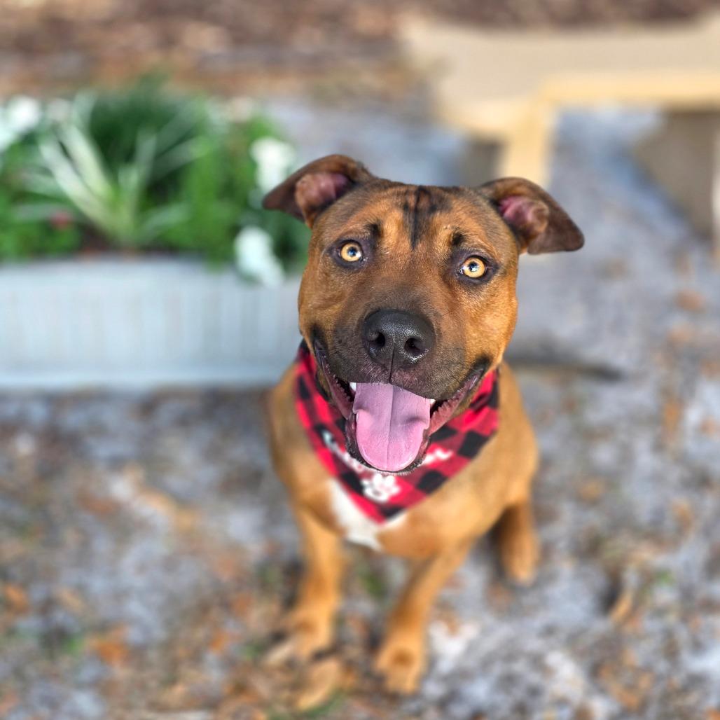 Enlarge Oscar, a Adoptable Mixed Breed in Port Charlotte, FL image 6/6