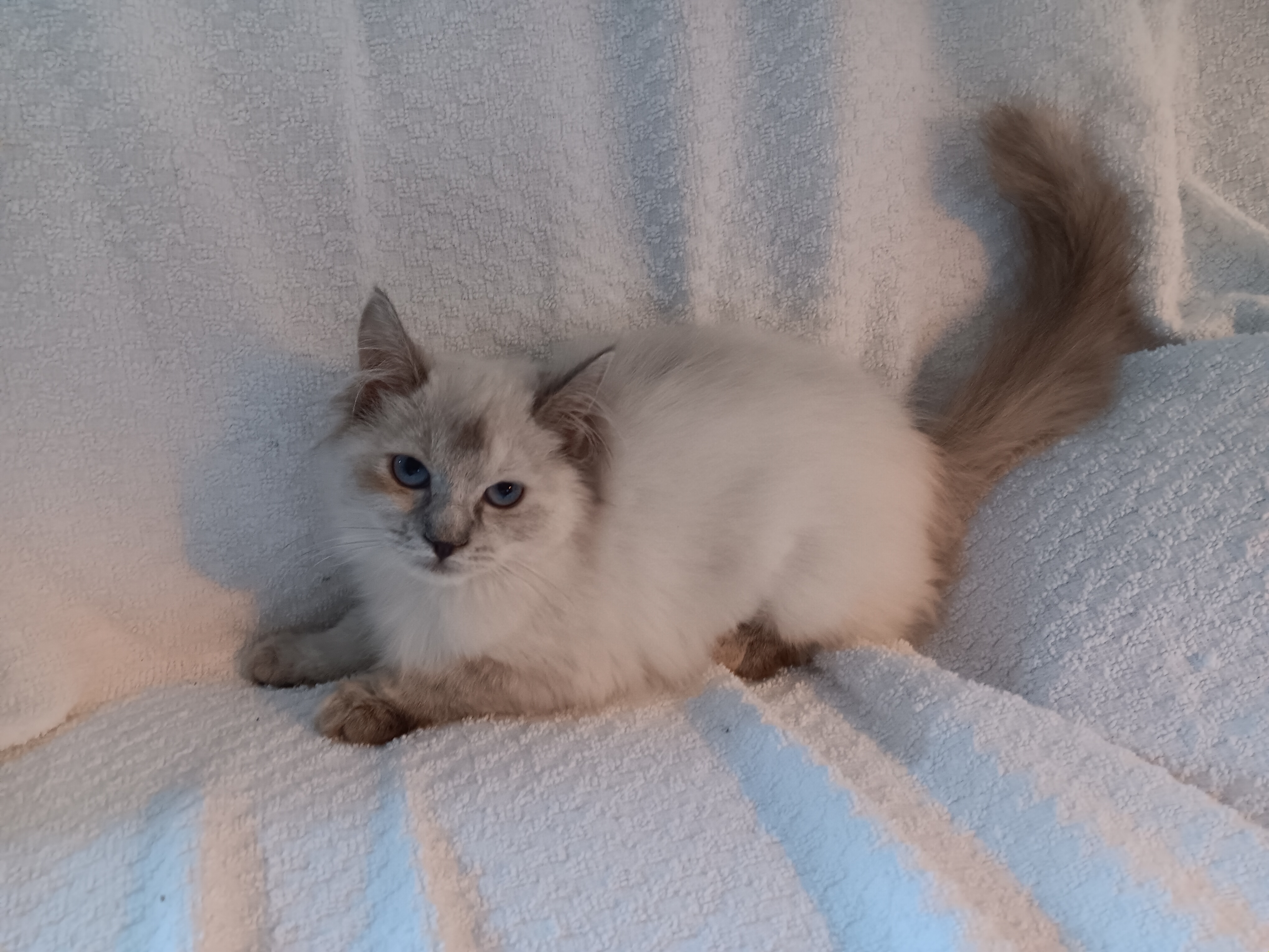 Enlarge Clara Bell, a Adopted mixed breed in North East, MD image 1/5