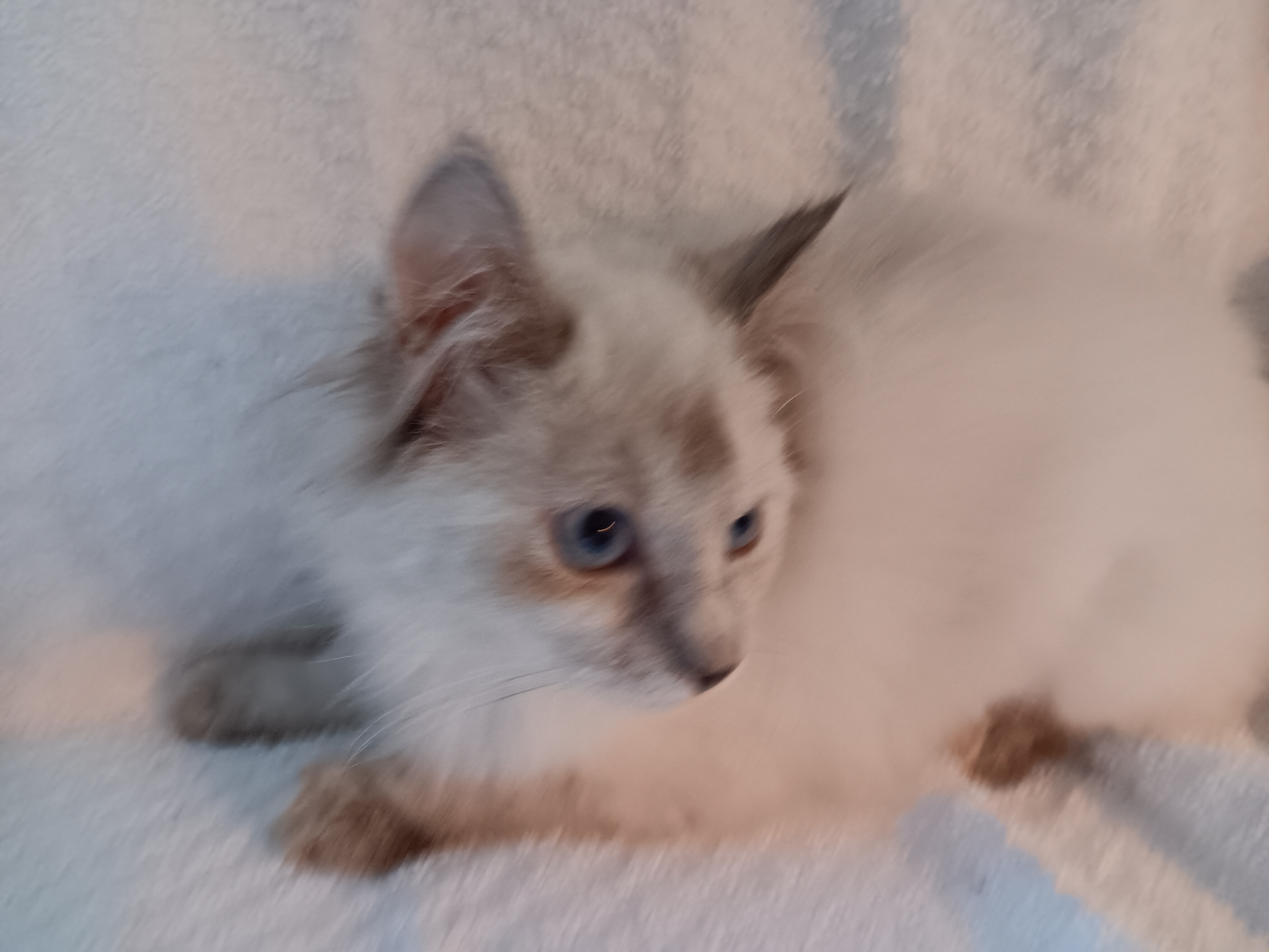 Enlarge Clara Bell, a Adopted mixed breed in North East, MD image 4/5