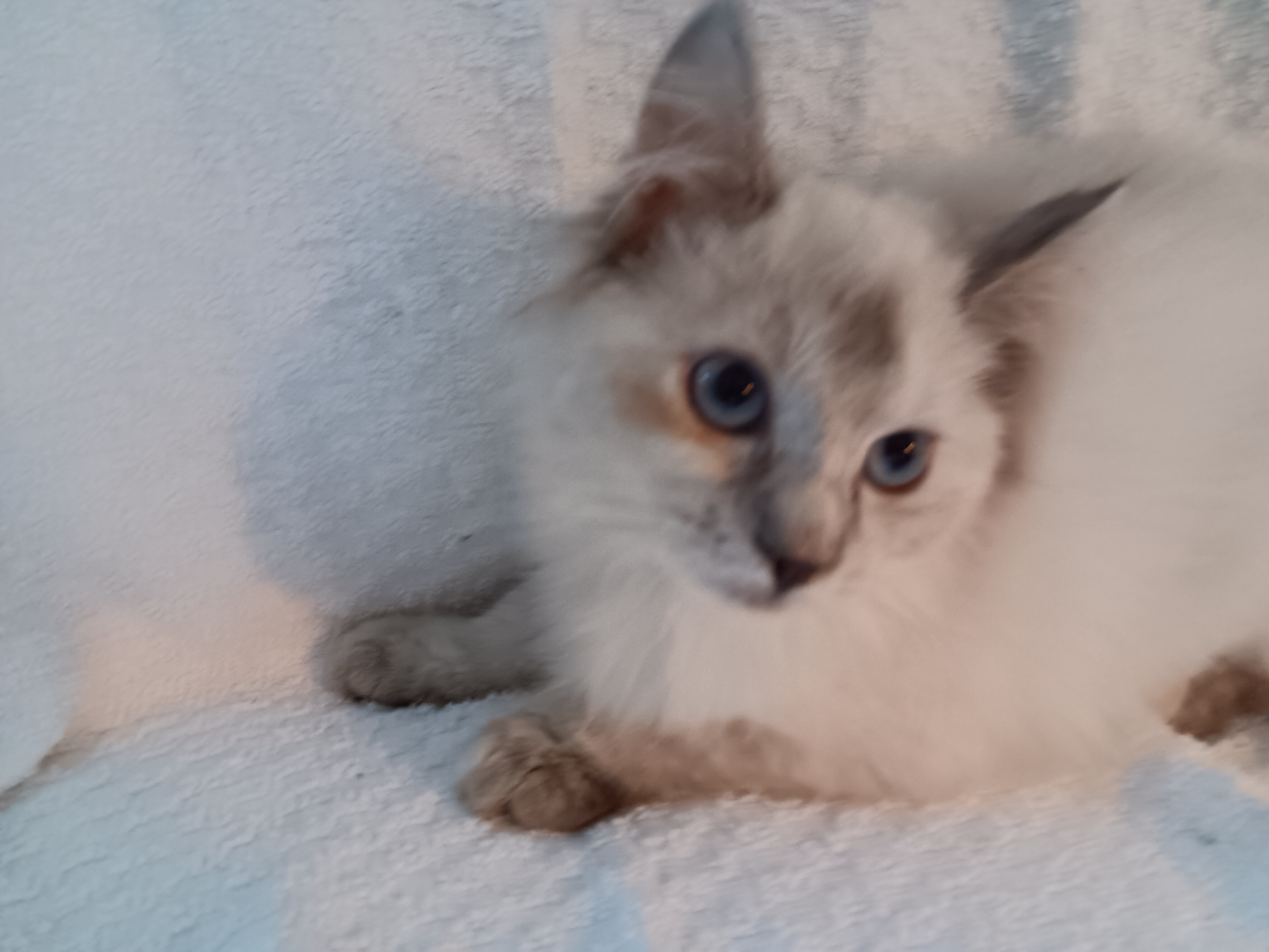 Enlarge Clara Bell, a Adopted mixed breed in North East, MD image 2/5