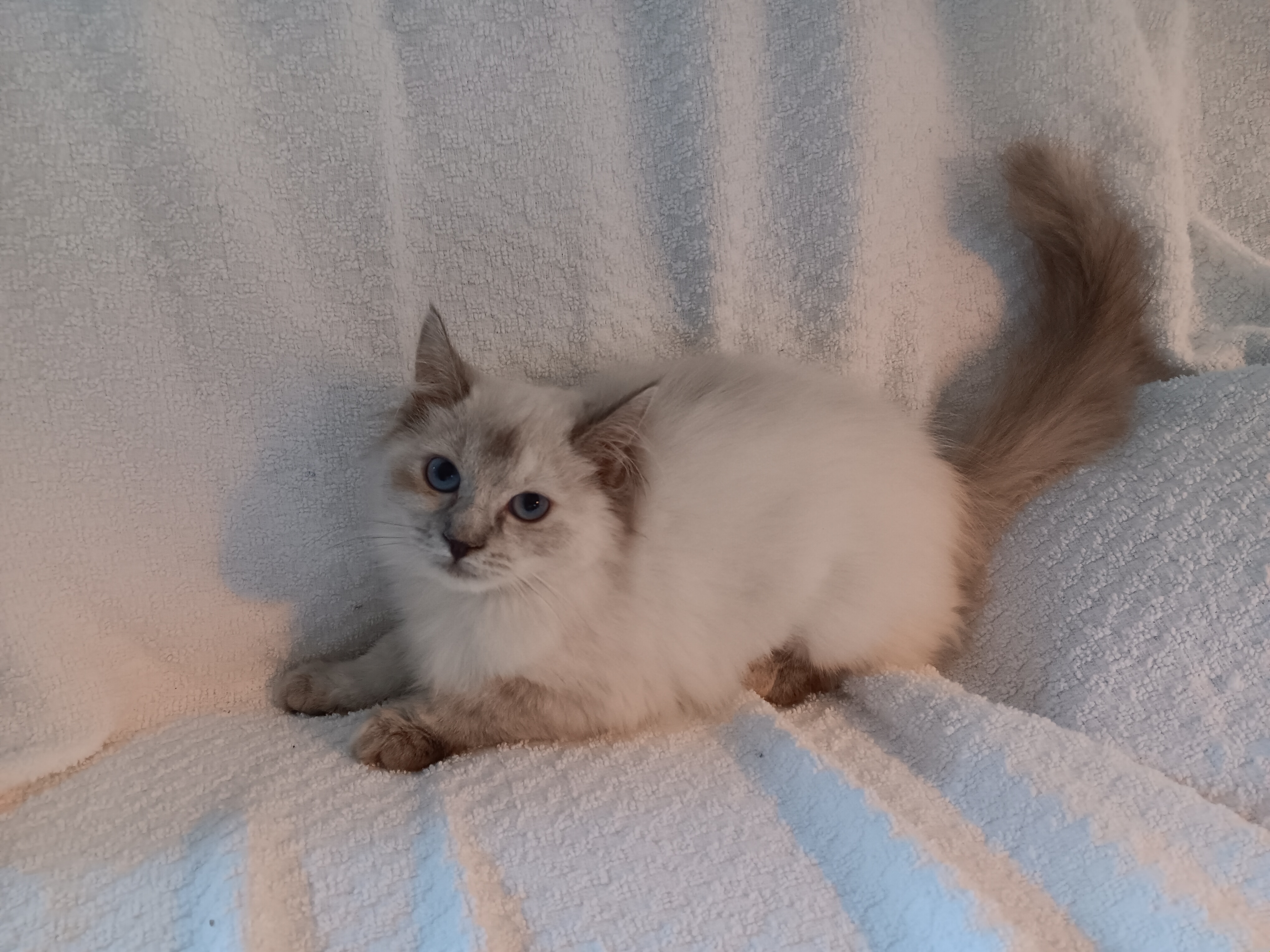 Enlarge Clara Bell, a Adopted mixed breed in North East, MD image 5/5