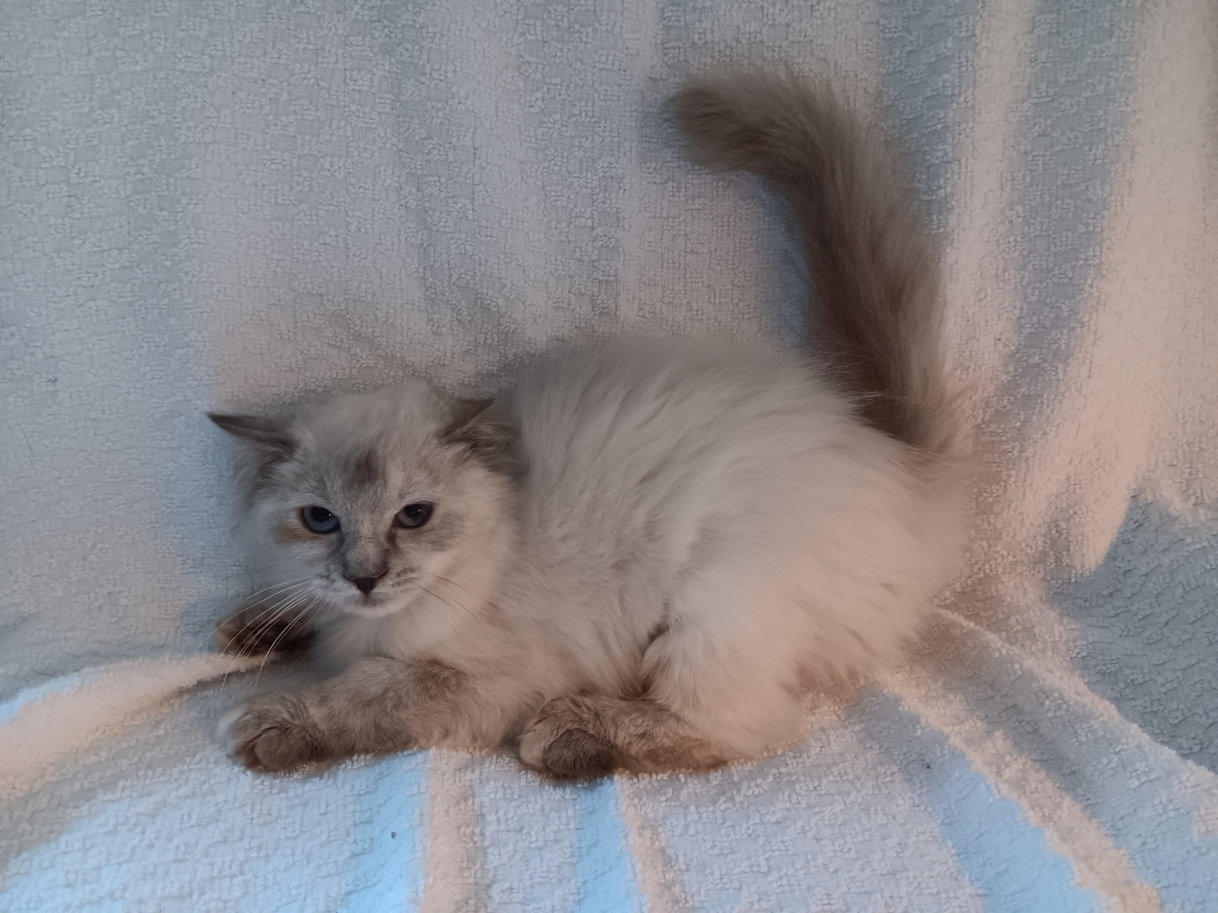 Enlarge Clara Bell, a Adopted mixed breed in North East, MD image 3/5