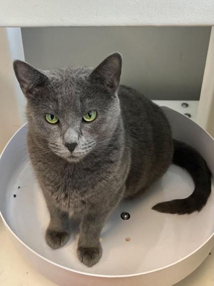 Scritch, Adoptable, Kitten Female Domestic Short Hair & Domestic Short Hair.