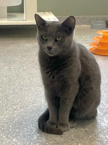 Scritch, Adoptable, Kitten Female Domestic Short Hair & Domestic Short Hair.