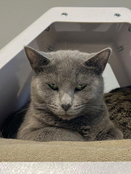 Enlarge Scritch, a Adoptable Domestic Short Hair in Twinsburg, OH image 1/3