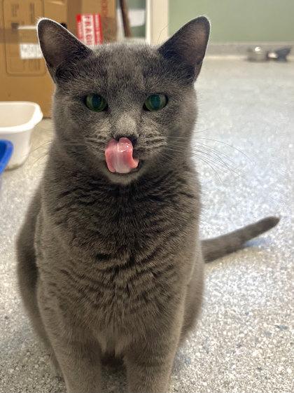 Enlarge Scritch, a Adoptable Domestic Short Hair in Twinsburg, OH image 2/3