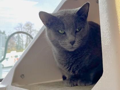 Scritch, a Adoptable Domestic Short Hair in Twinsburg, OH image 2/2