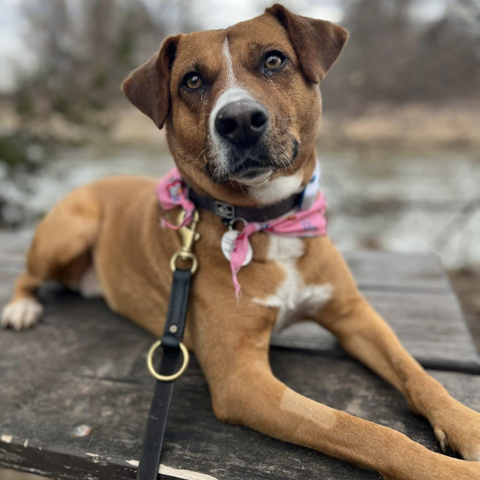 Felice, a ADOPTABLE mixed breed in Kitchener, ON image 1/6