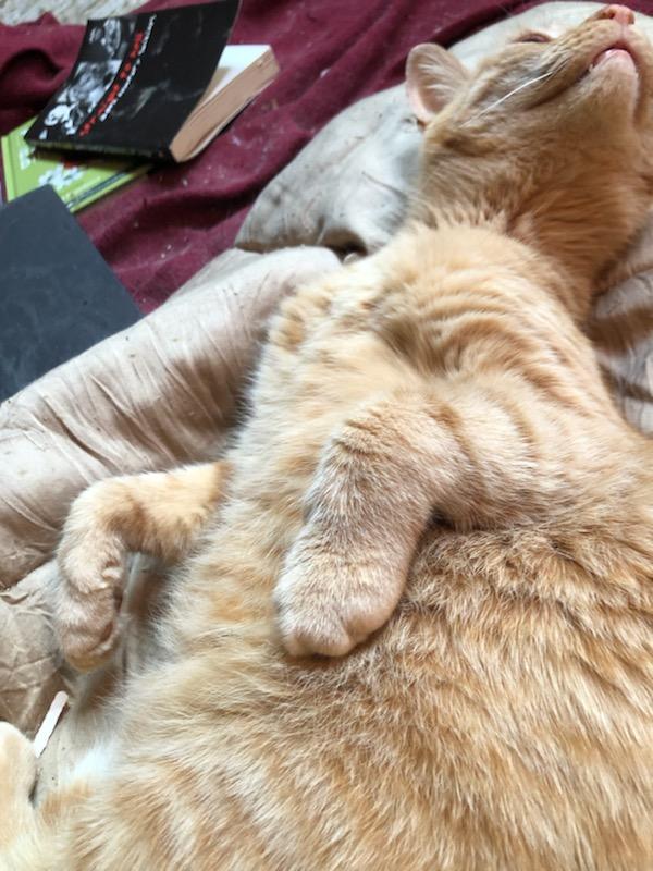 Enlarge Big Blond - his person’s going to have to LOVE love!, a Adoptable Domestic Short Hair in Jamaica Plain, MA image 3/4