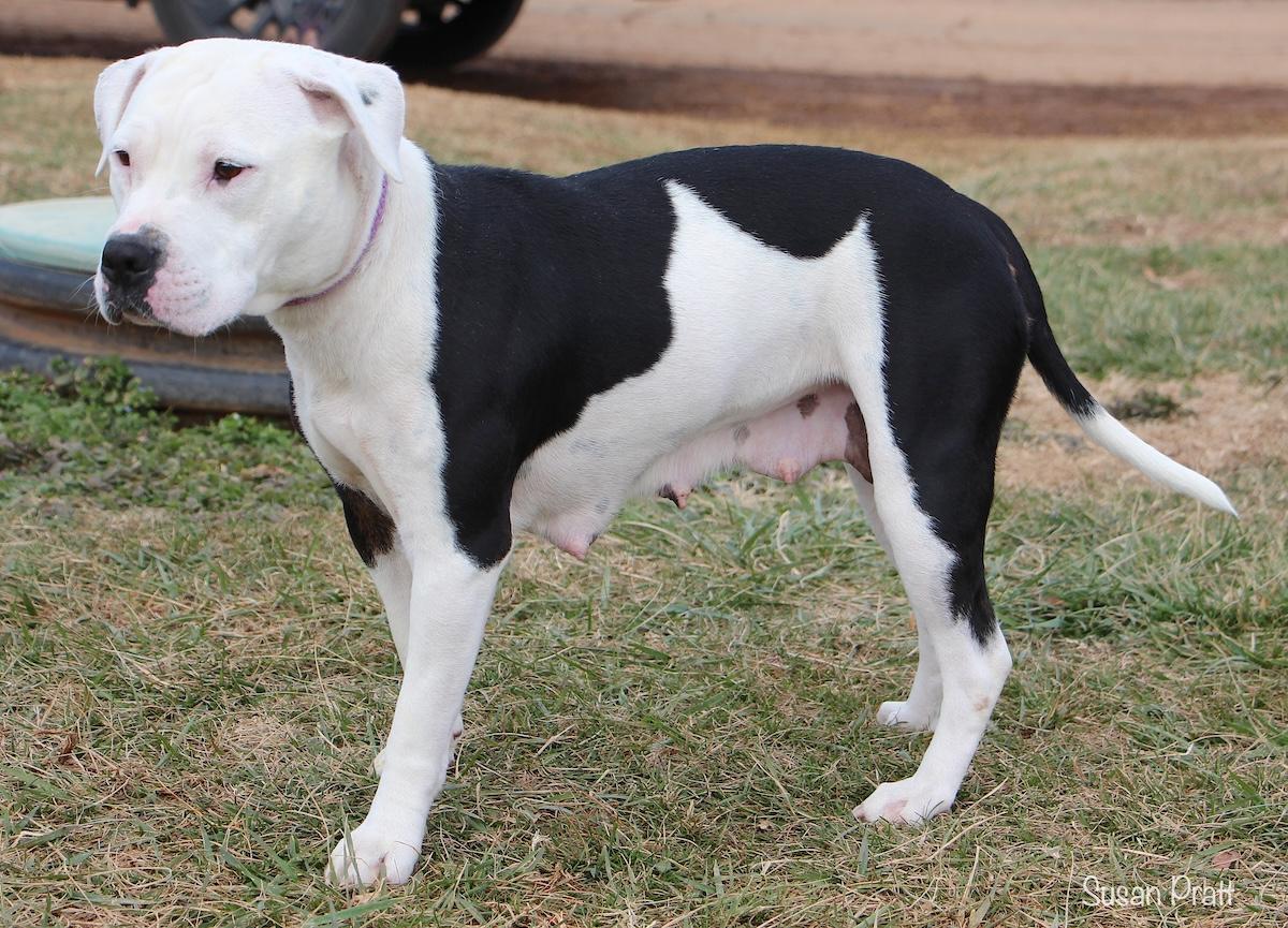 Enlarge Babycakes, a ADOPTABLE mixed breed in Bedford, VA image 2/3