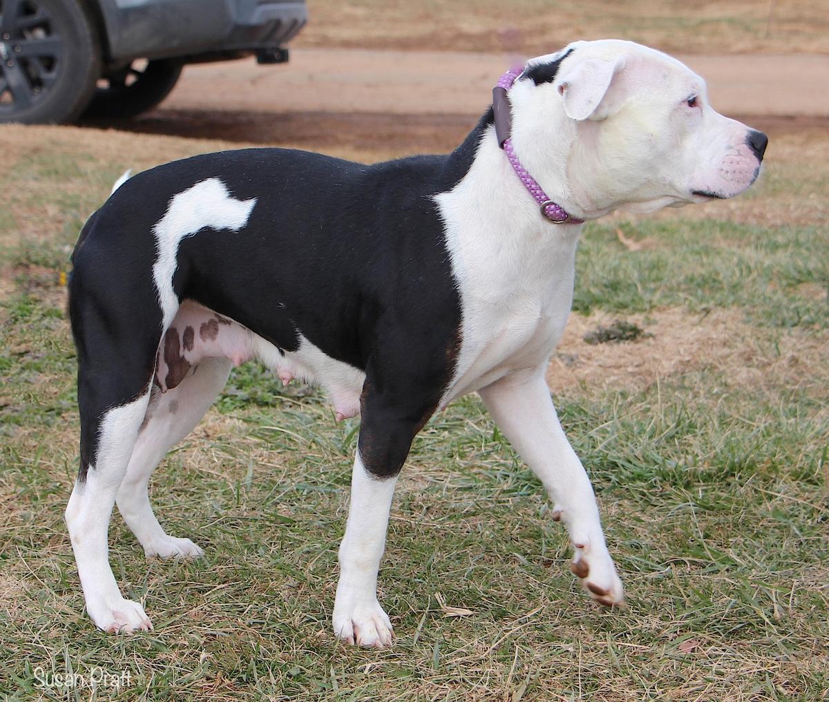 Enlarge Babycakes, a ADOPTABLE mixed breed in Bedford, VA image 3/3