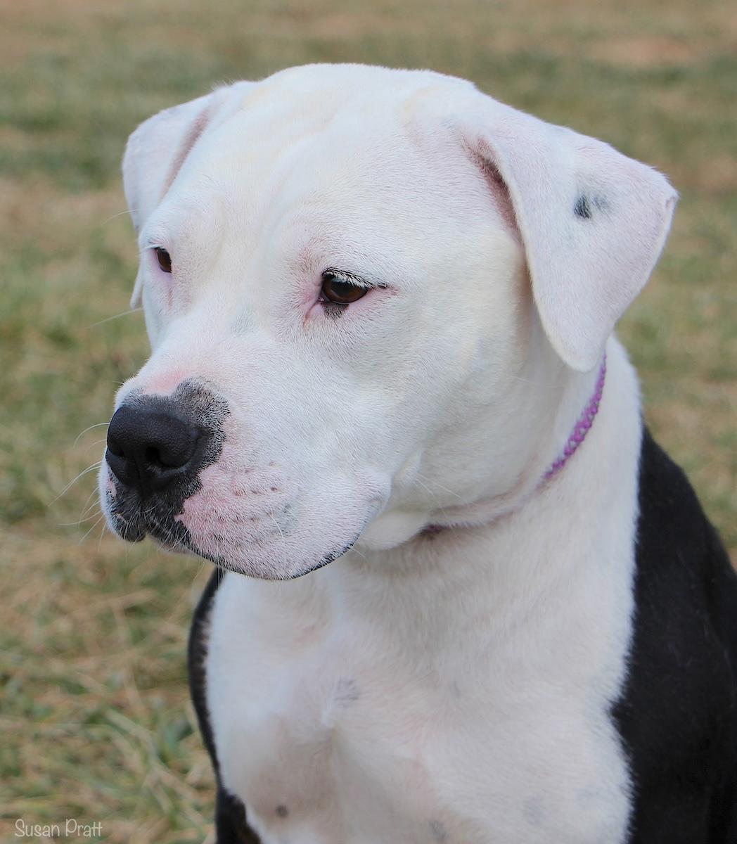 Babycakes, ADOPTABLE, Adult Female Pit Bull Terrier.
