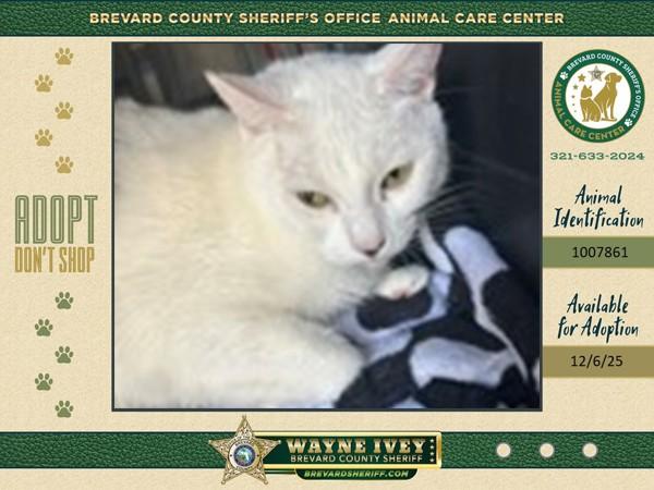 Marshmallow, Adoptable, Adult Female Domestic Short Hair.