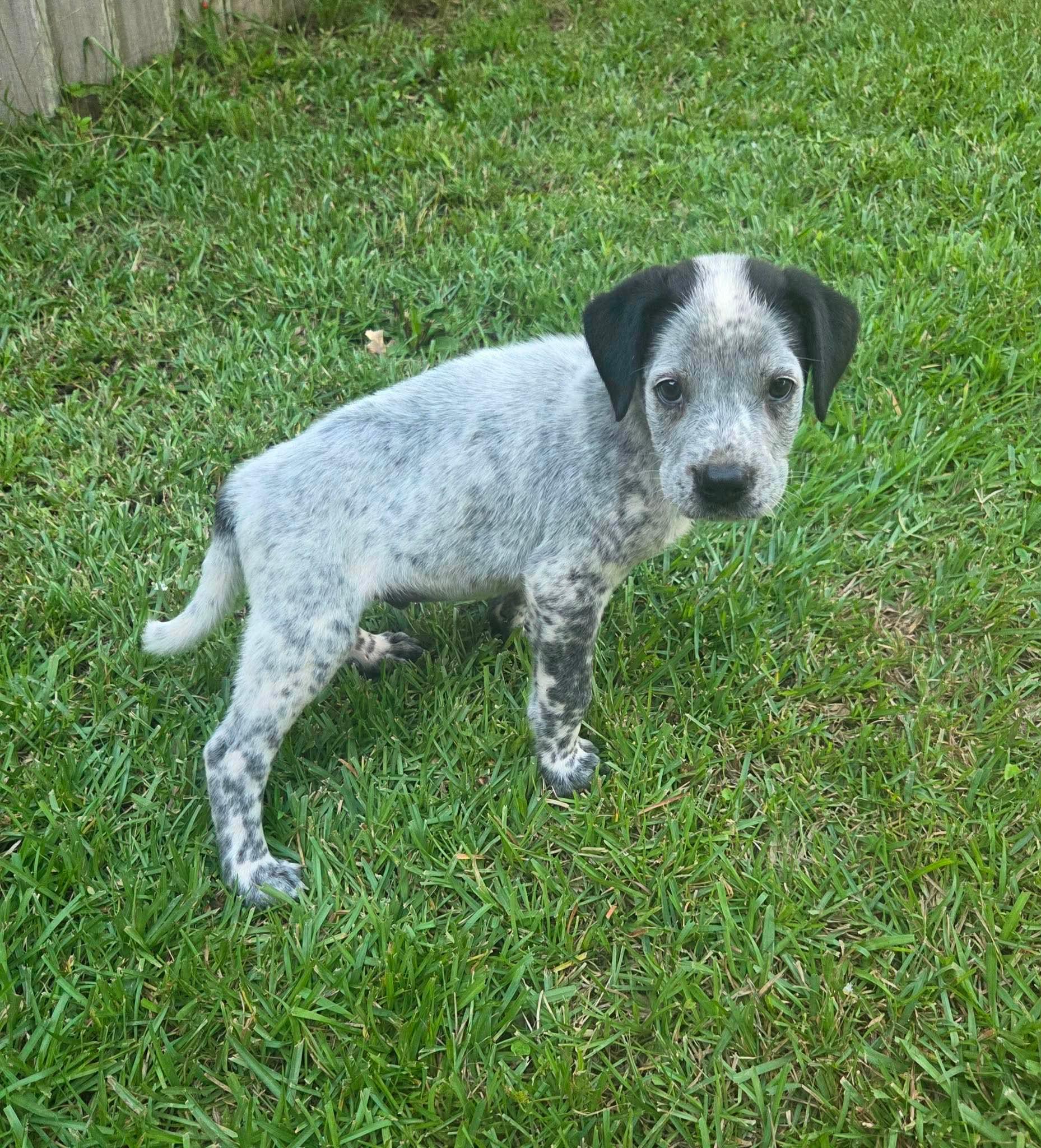 Indie, a Adoptable mixed breed in Hudson, NH image 2/4