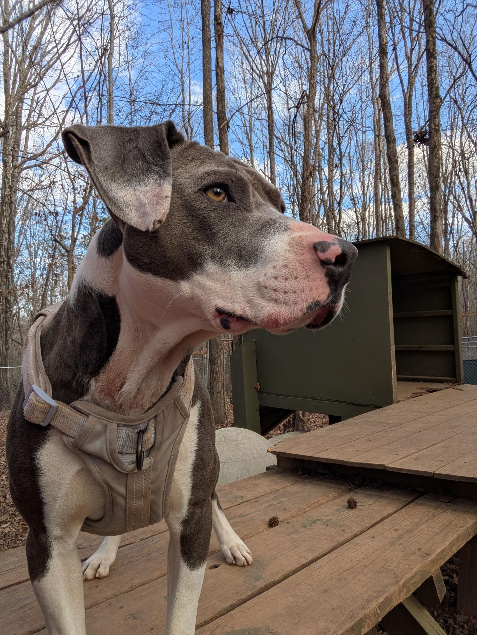 Enlarge Will, a Adoptable mixed breed in Mc Cormick, SC image 1/3