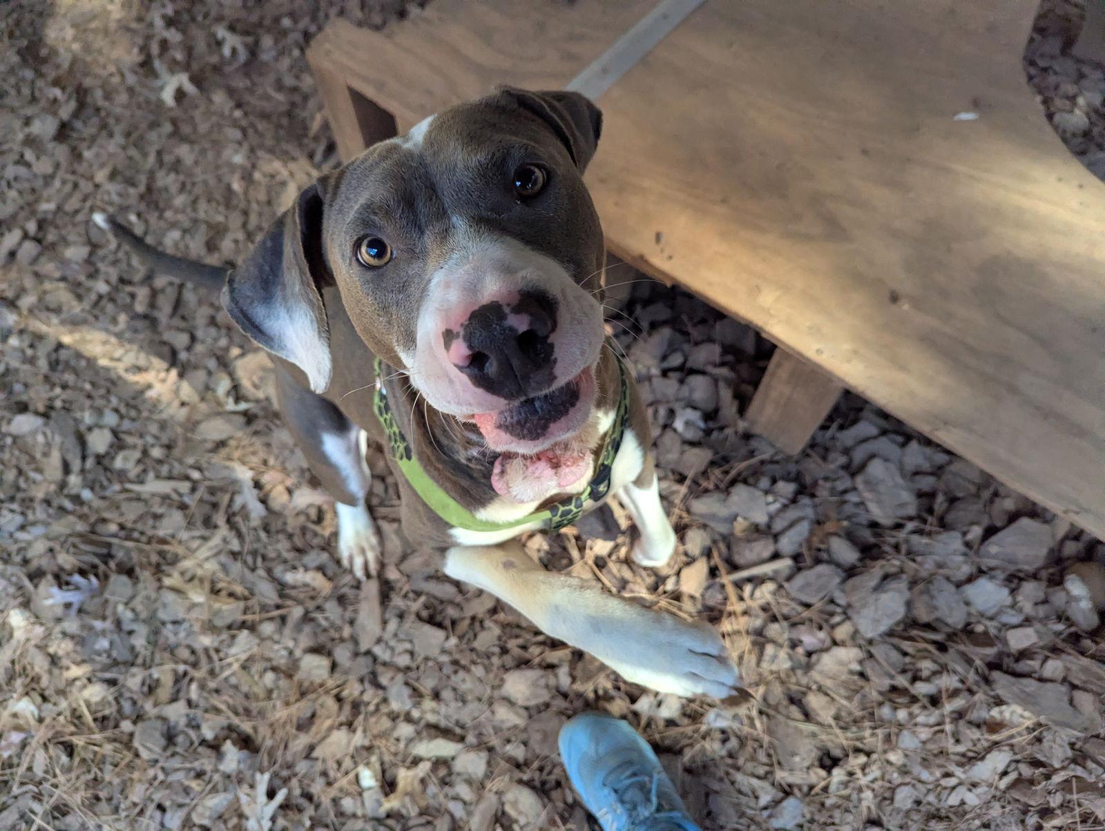 Enlarge Will, a Adoptable mixed breed in Mc Cormick, SC image 2/3