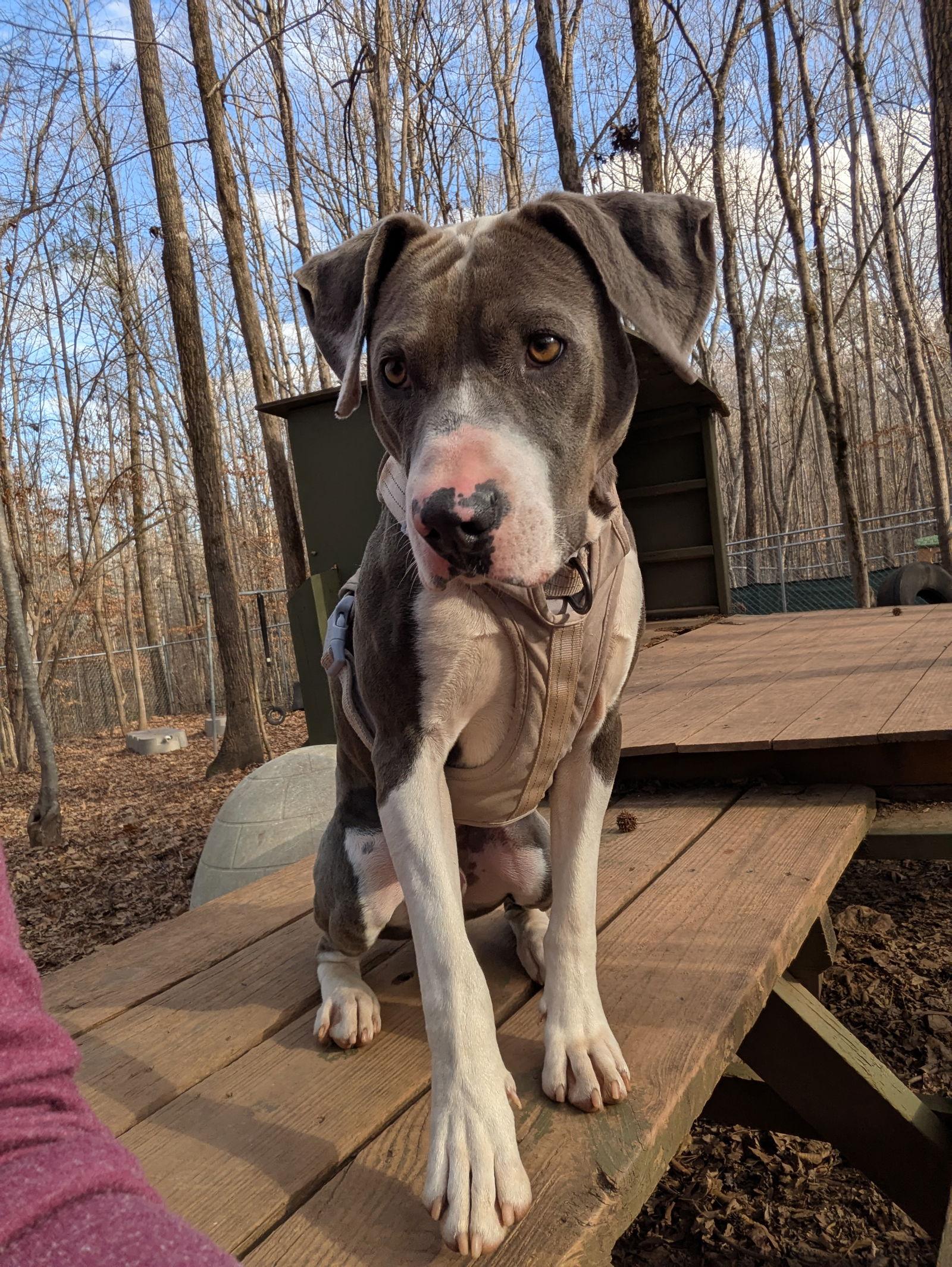 Enlarge Will, a Adoptable mixed breed in Mc Cormick, SC image 3/3