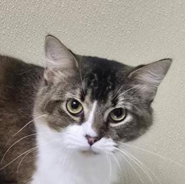 Griffon, Adoptable, Adult Male Domestic Medium Hair & Tabby.