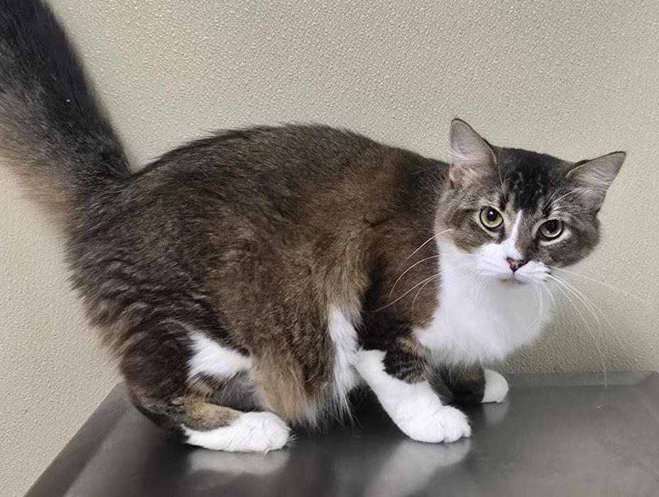 Enlarge Griffon, a Adoptable mixed breed in Brainerd, MN image 2/2