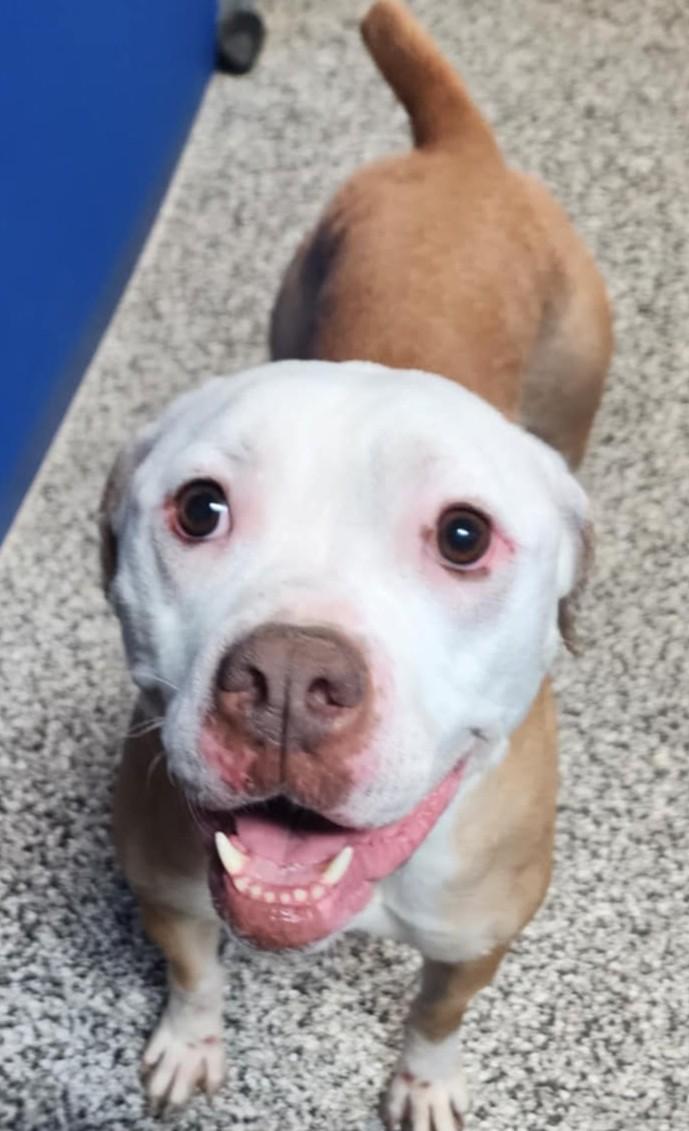 Darla, an adoptable American Bulldog in Waverly, IA, 50677 | Photo Image 2
