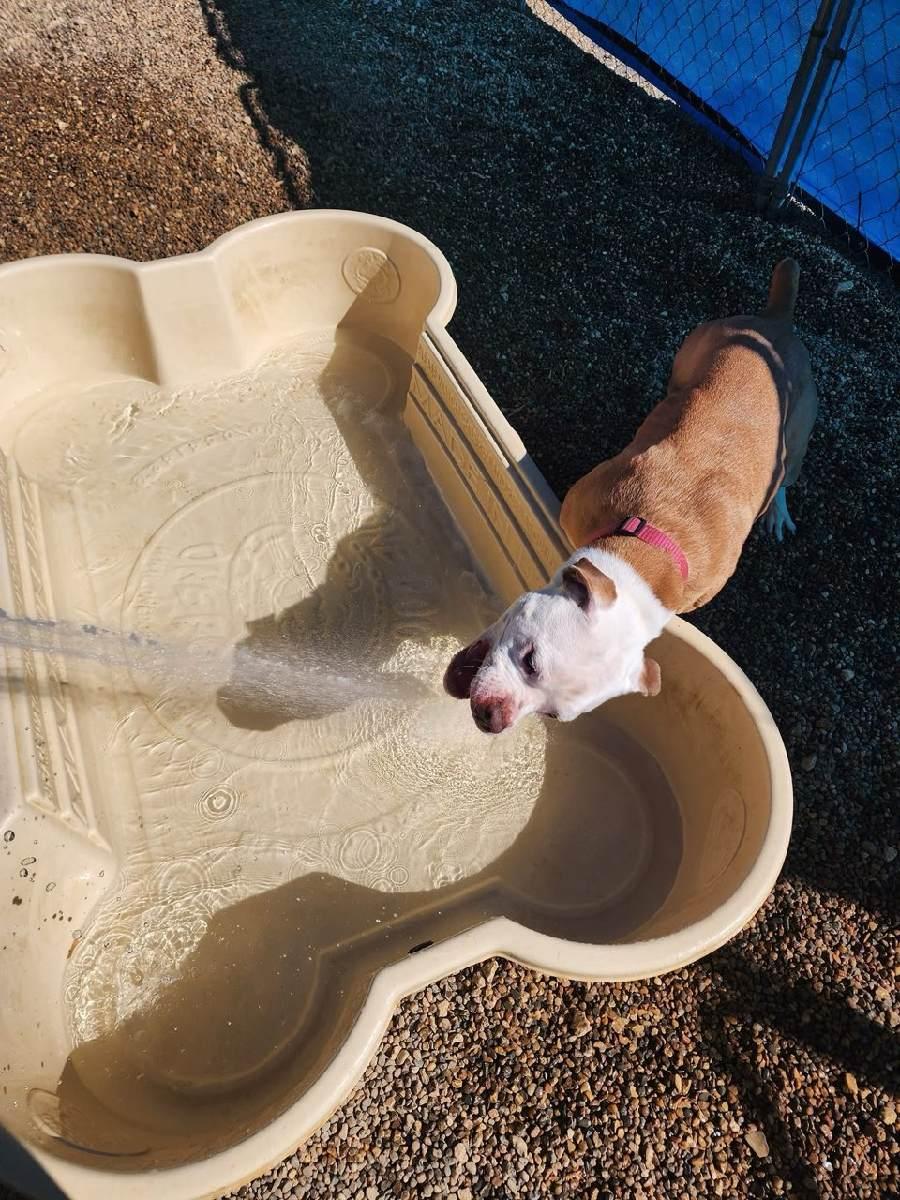 Darla, an adoptable American Bulldog in Waverly, IA, 50677 | Photo Image 2